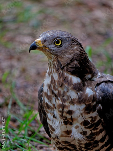 Fototapeta The Eurasian sparrowhawk, Accipiter nisus, also known as the northern sparrowhawk or simply the sparrowhawk, is a small bird of prey in the family Accipitridae.