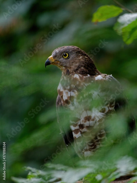 Fototapeta The Eurasian sparrowhawk, Accipiter nisus, also known as the northern sparrowhawk or simply the sparrowhawk, is a small bird of prey in the family Accipitridae.