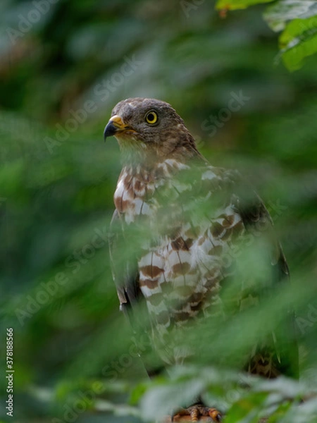 Fototapeta The Eurasian sparrowhawk, Accipiter nisus, also known as the northern sparrowhawk or simply the sparrowhawk, is a small bird of prey in the family Accipitridae.