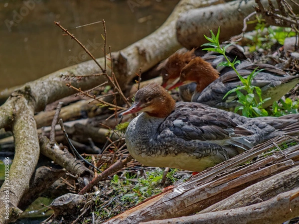 Fototapeta The goosander, Mergus merganser, is a large seaduck of rivers and lakes in forested areas of Europe, the northern and central Palearctic, and North America.