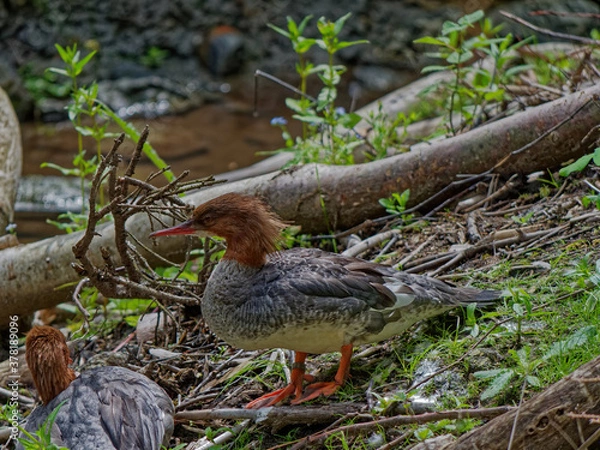 Fototapeta The goosander, Mergus merganser, is a large seaduck of rivers and lakes in forested areas of Europe, the northern and central Palearctic, and North America.
