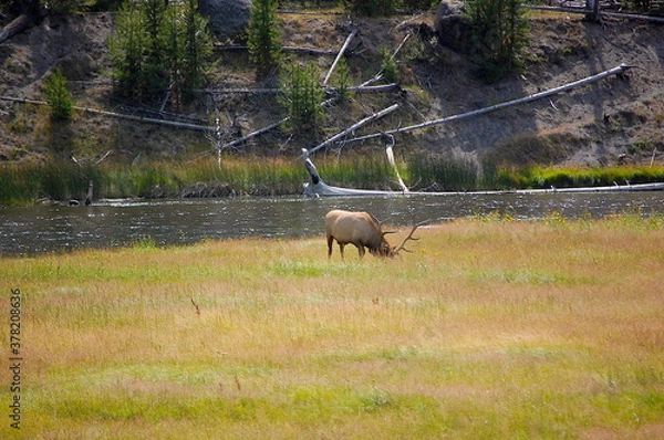 Obraz Bull Elk in Yellowstone