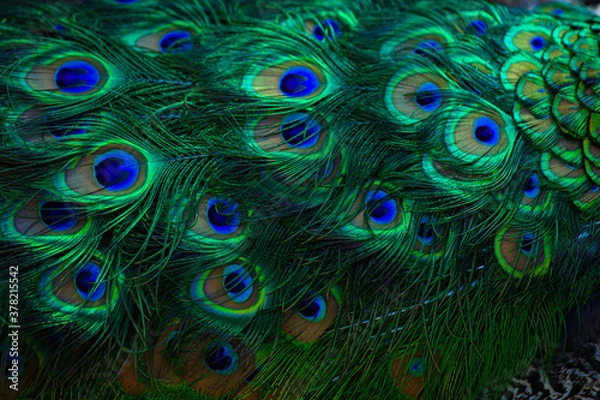 Fototapeta Texture of peacock feathers. Beautiful background, rich color.