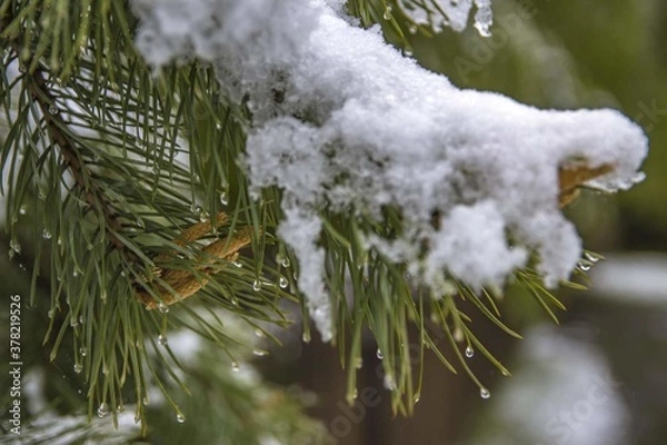 Obraz snow covered pine needles