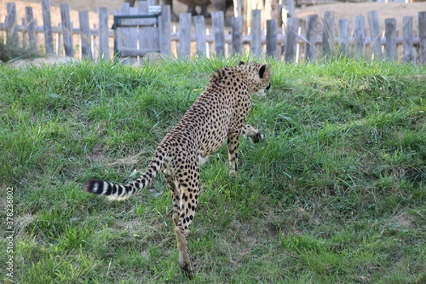 Obraz Guépard aux aguets