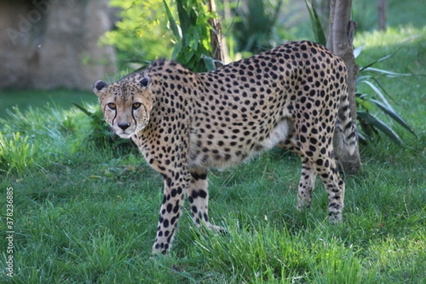 Fototapeta Guépard aux aguets