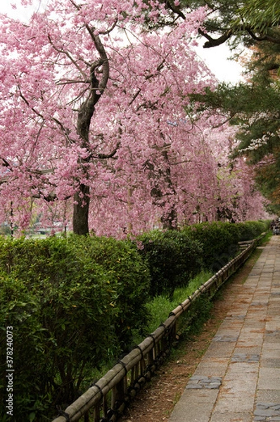 Fototapeta 京都半木の道の桜