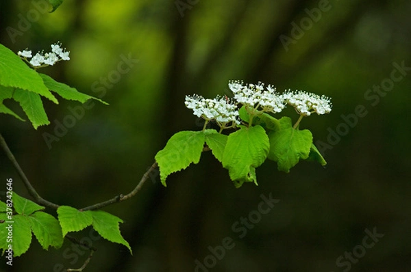 Obraz 白い花のコバノガマズミ