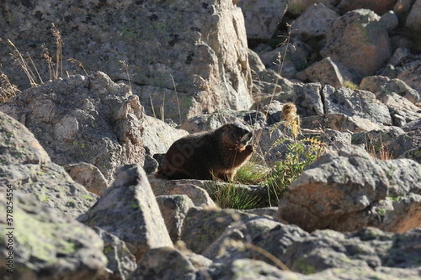 Obraz marmot in the mountains