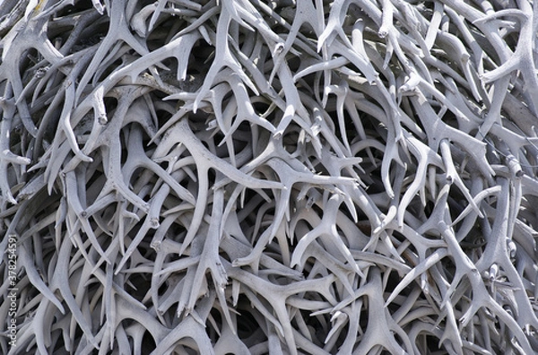 Obraz Antlers stacked