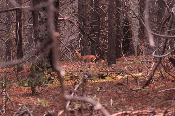 Obraz Mule Deer lying down in the forest