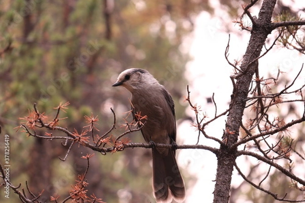 Obraz Gray Jay sitting on a branch above