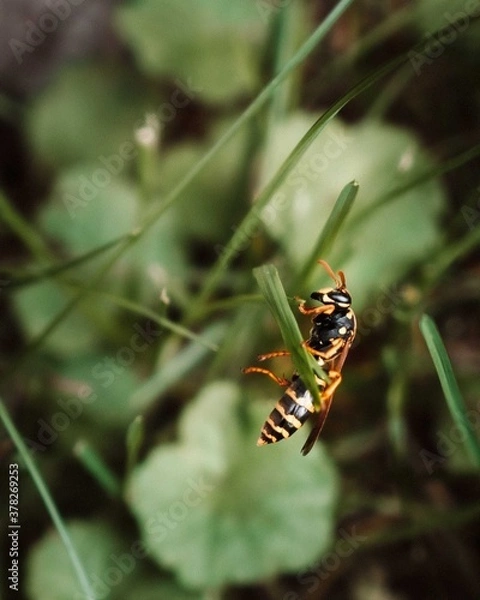 Obraz Bumble Bee in Grass