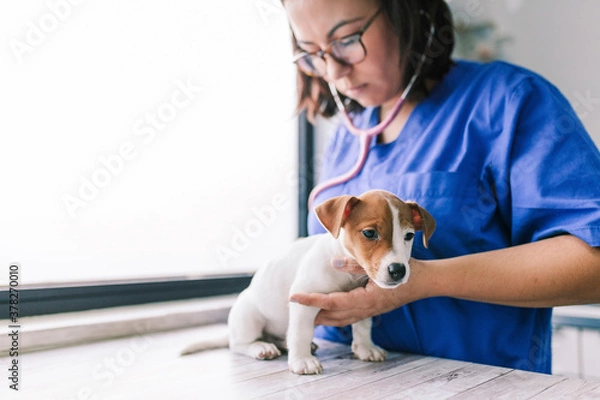 Obraz Weterynarz słuchający szczeniaka Jack Russell Terrier