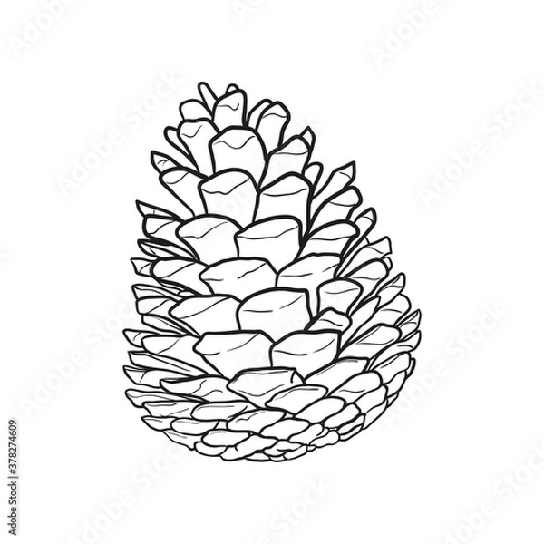 Obraz Hand drawn pine cone. Vector illustration.