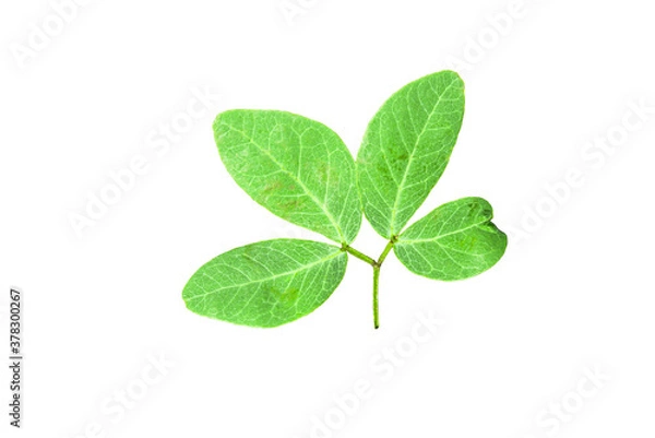 Fototapeta Tamarind leaf was placed on a white background.