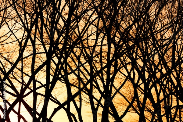 Fototapeta sunset in the trees
