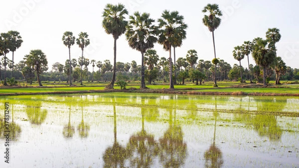 Fototapeta rice field