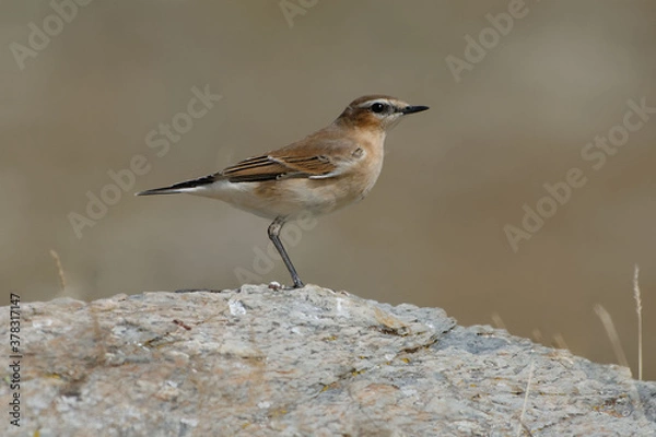 Obraz Northern Wheatear (Oenanthe oenanthe)