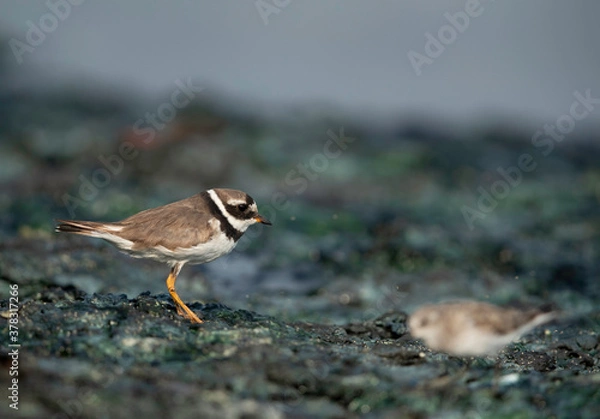 Fototapeta Little ringed plovers at Tubli bay, Bahrain