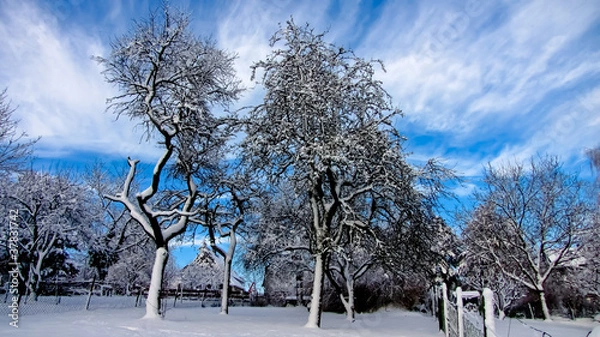 Fototapeta Drzewa na śniegu