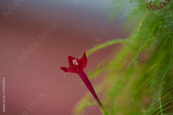 Obraz Cypress vine flower