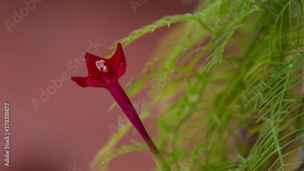 Obraz Cypress vine flower