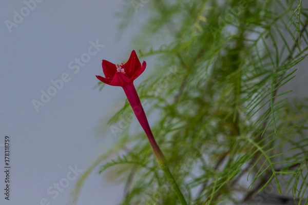 Obraz Cypress vine flower
