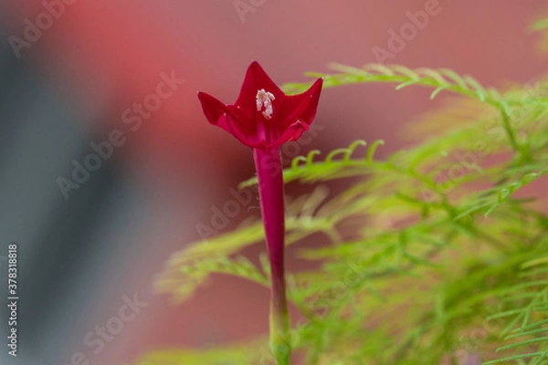 Obraz Cypress vine flower