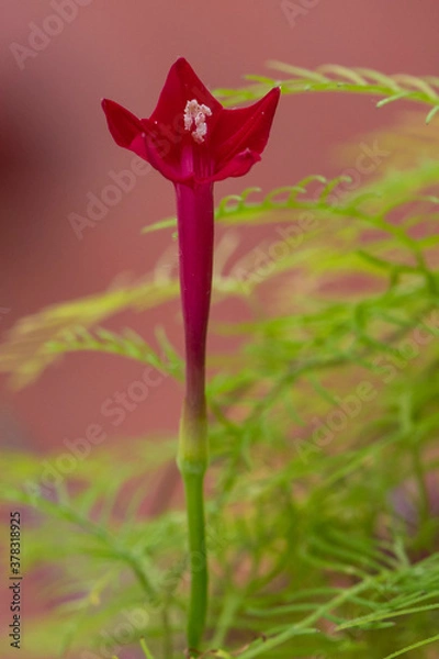 Obraz Cypress vine flower