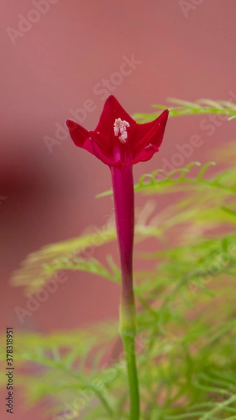 Obraz Cypress vine flower