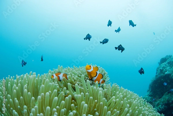 Fototapeta クマノミの一家