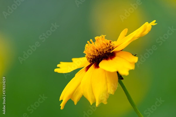 Fototapeta Yellow flower with yellow red center.  Yellow coreopsis with selective focus and bokeh.  tickseed