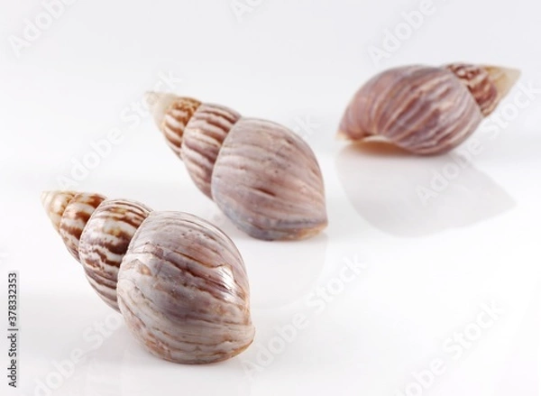 Fototapeta Isolated shells with white Background