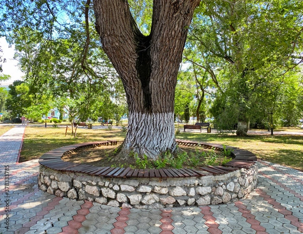 Fototapeta Round bench located around an elm tree, Kerch, Crimea