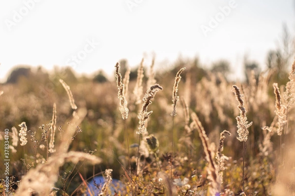 Obraz Close-up of spikelets on the field at sunset.