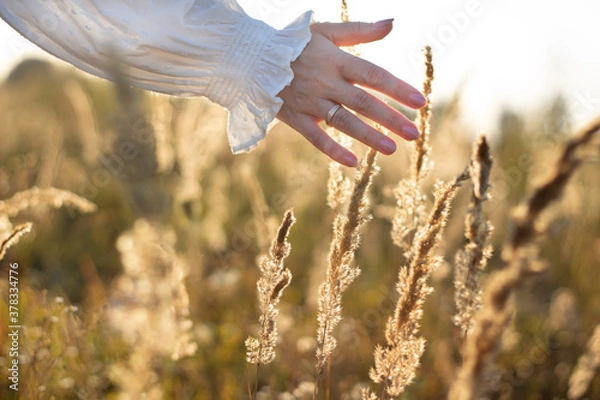 Obraz Close-up of a female hand with a ring on the finger, white sleeve. Against the background of sunset on the field. The hand touches the spikelets.