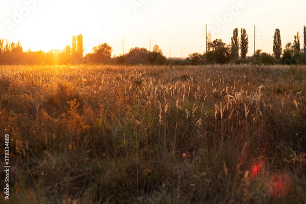 Obraz sunset in the field