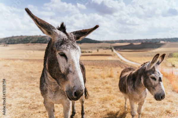 Obraz Donkeys In A Field