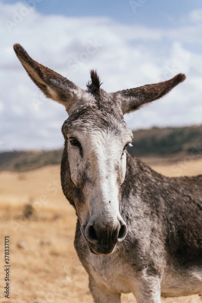 Obraz Donkey In A Field