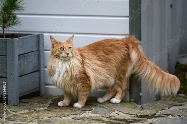 Obraz Ginger Maine Coon. A Maine Coon female cat outside in the garden looking at something in the distance.