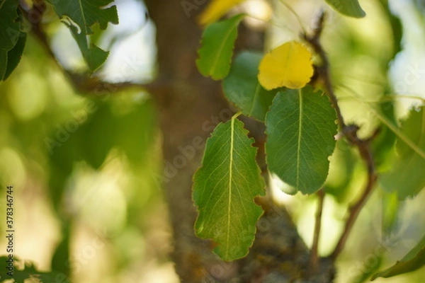 Fototapeta Two green leaves on a branch of an pear tree