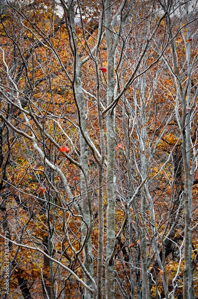 Obraz 晩秋　葉がすべて落ちた木々