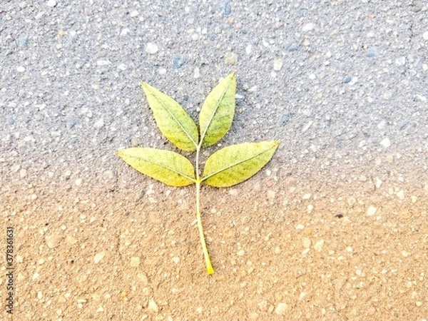 Fototapeta leaf on the ground