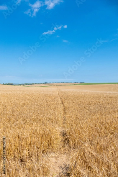Obraz Ripening Wheatfield with a footpath running through the middle.