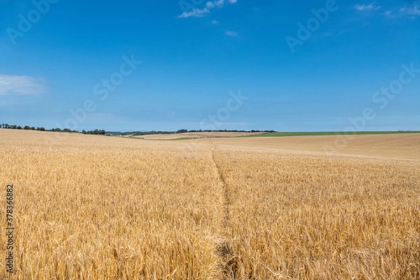 Obraz Ripening Wheatfield with a footpath running through the middle.
