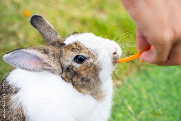 Obraz feed carrot to cute rabbit
