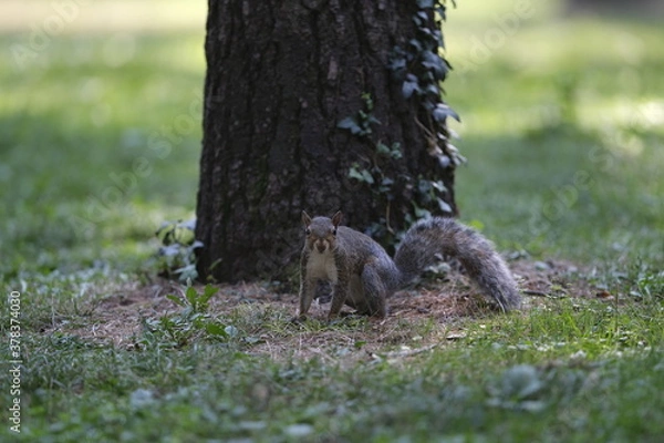 Obraz little squirrel in a park