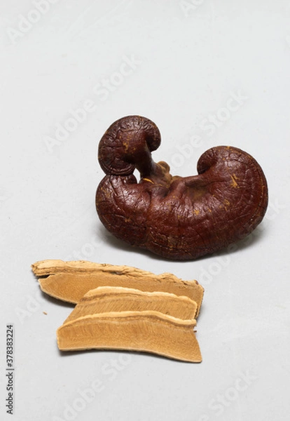 Fototapeta Lingzhi Mushroom Ganoderma Lucidum Isolated on white background