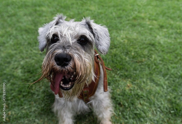 Obraz PERRO FRENTE A UNA CÁMARA SENTADO MOSTRANDO DIENTES Y LEGUA POR QUÉ ESTÁ CANSADO
